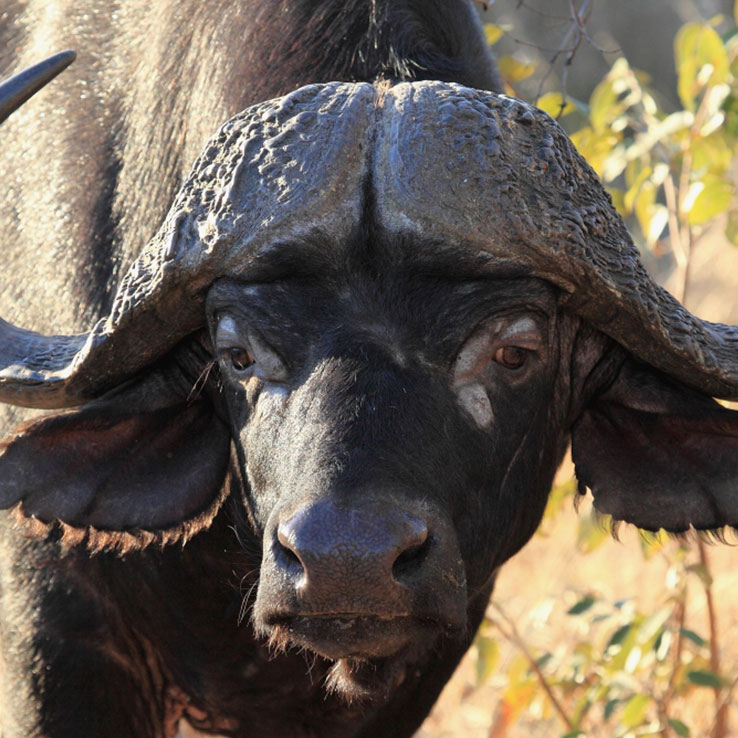 Black Rhino Game Reserve